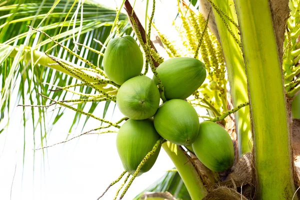 Drzewo Kokosowe Pęczkami Owoców Kokosowych — Zdjęcie stockowe