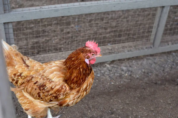 Hen Chicken Farm Organic Poultry House — Fotografia de Stock