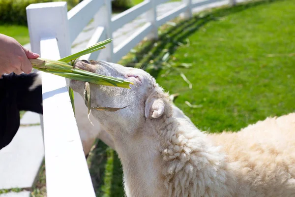 Man Feeding Green Grass White Sheep — Stockfoto