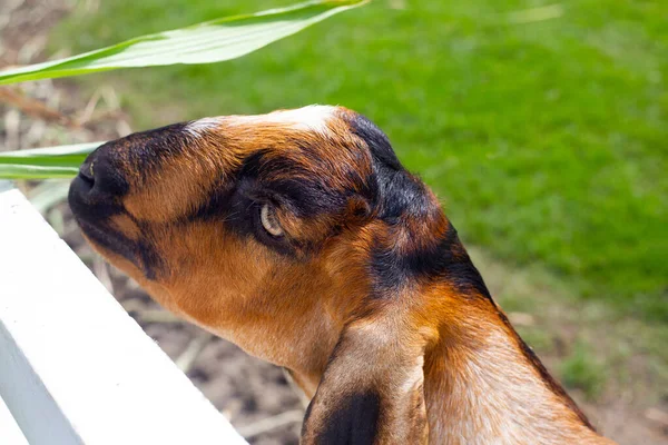 Feeding Green Grass Goat — Stockfoto