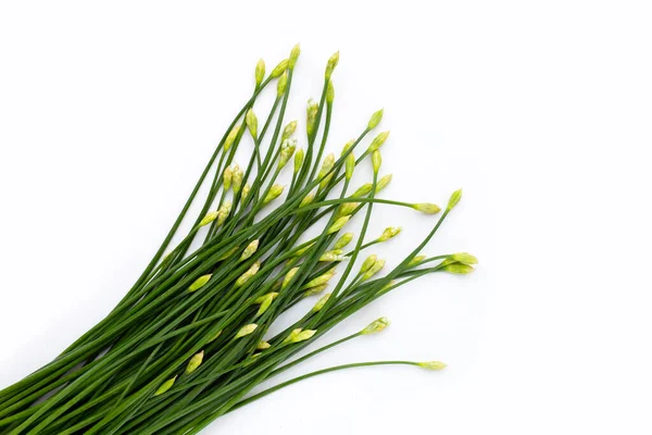 Fresh Chinese Chive Flower White Background — Foto Stock