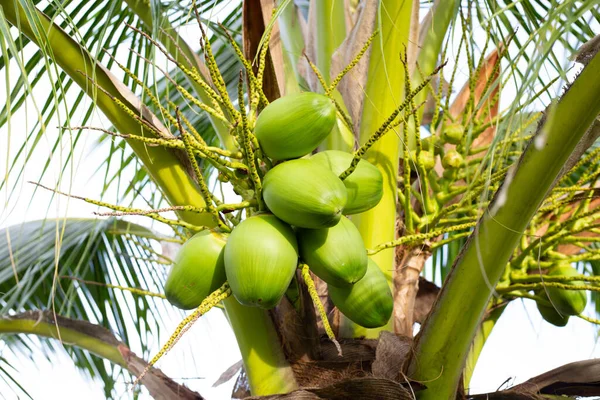 Coconut tree with bunches of coconut fruits