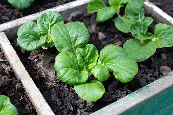 Bok choy in vegetable patch