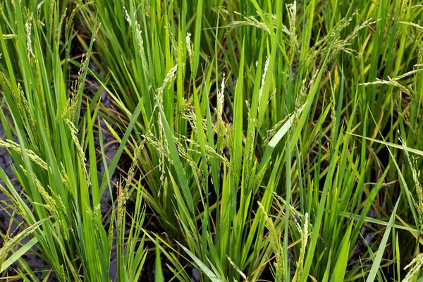 Planta Arroz Campo Arroz — Fotografia de Stock