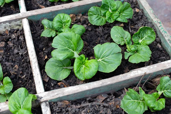 Bok choy in vegetable patch