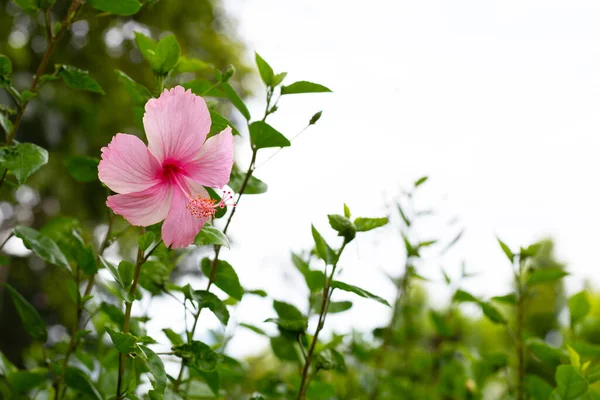 Blossom Hibiscus Flower Tree — Zdjęcie stockowe