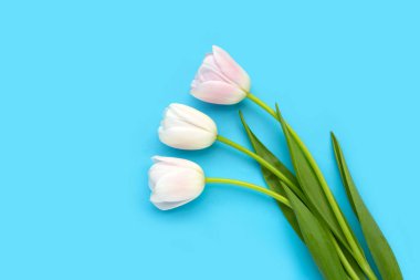 Mavi arka planda beyaz pembe laleler.