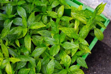 Taze yeşil Andrographis panikleme bitkisi