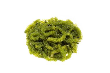 Geniş arkaplan üzerinde deniz üzümü yosunu.