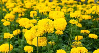 Sarı kadife çiçeği Çiçek bahçesinde