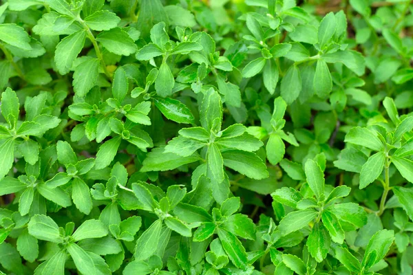 Green Leaves Stevia Plant — Zdjęcie stockowe