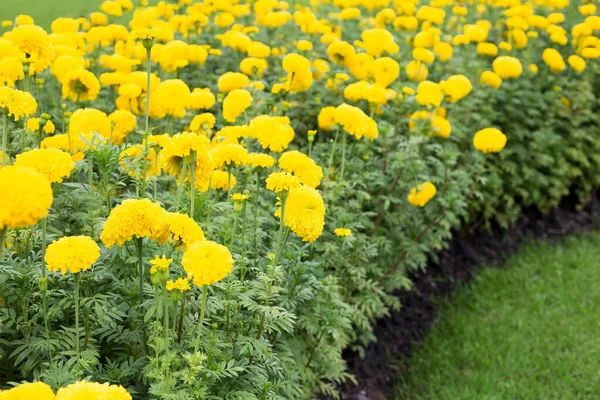 Fleur Souci Jaune Dans Jardin — Photo