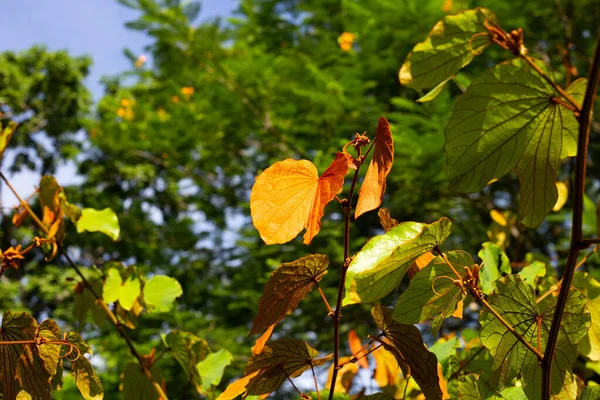 Bauhinia Aureifolia Bauhinia Φύλλα Χρυσού — Φωτογραφία Αρχείου