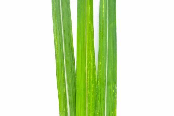 Sugar Cane Leaves White Background — Stock Photo, Image