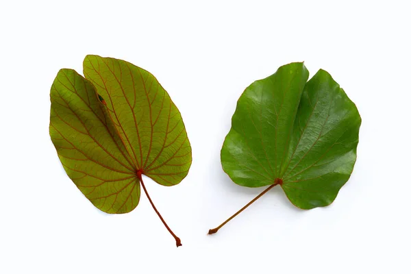Bauhinia Aureifolia Oder Blattgold Bauhinia — Stockfoto