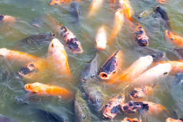Tilapia Fish Pond — Stock Photo, Image
