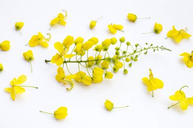 Beyaz arkaplanda Cassia fistül çiçeği.