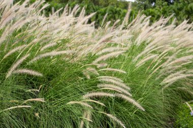 Çeşme otu veya pennisetum alopecuroides 