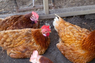 Tavuk çiftliğinde tavuklar. Organik kümes hayvanları.
