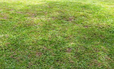 Fresh lawn grass. Beautiful green garden