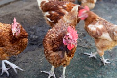 Tavuk çiftliğinde tavuklar. Organik kümes hayvanları.