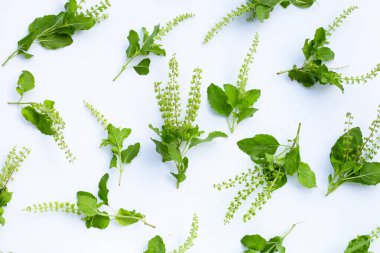 Beyaz arka planda kutsal fesleğen yaprakları.