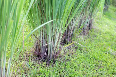 Bahçede limon çimi yığını