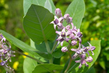 Crown flower or giant Indian milkweed or gigantic swallow wort tree