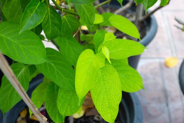 Gurmar şifalı bitki, taze bitki yaprakları.