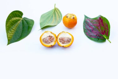 Betel fındığı çiğniyor, Betel fındığı kepekli kireç tozu döküyor.