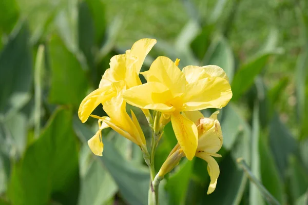 Beautiful Canna Flower Green Leaves Garden — Stok Foto