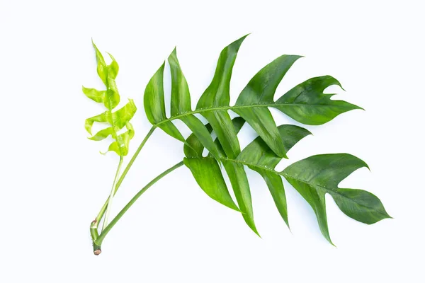 Rhaphidophora Tetrasperma Mini Monstera Green Leaves —  Fotos de Stock