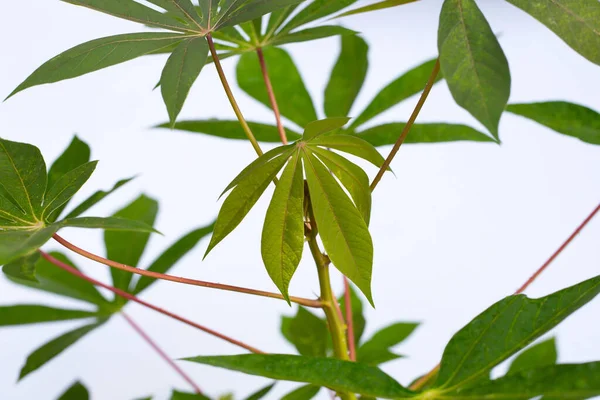 Beyaz Arkaplanda Cassava Yaprakları — Stok fotoğraf