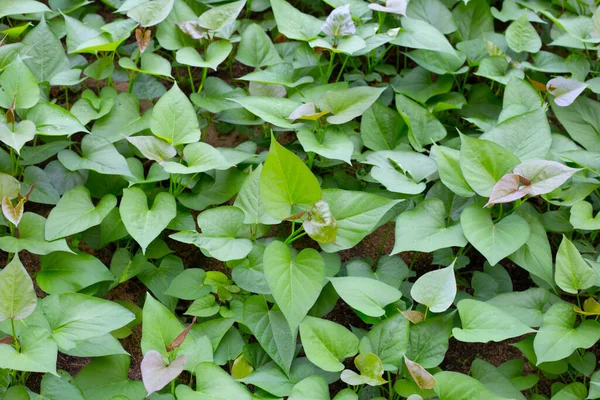 Folhas Verdes Planta Batata Doce — Fotografia de Stock