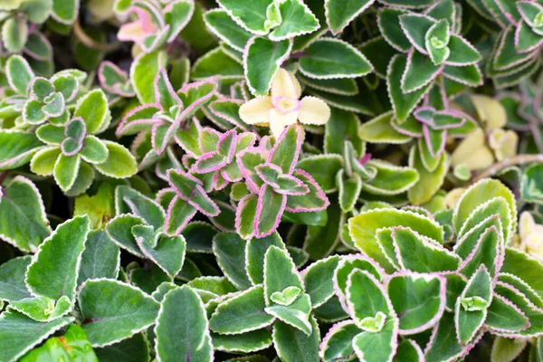 Maxican Mint Fresh Colorful Leaves Coleus Amboinicus — Foto de Stock