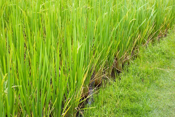 Plante Riz Dans Rizière — Photo