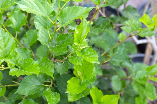 Fresh Green Leaves Mulberry Tree Garden — Stock Photo, Image