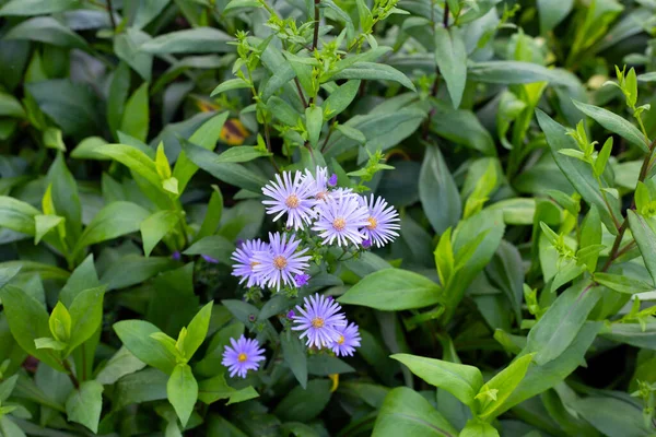 Beautiful Violet Flowers Symphyotrichum Dumosum — Stock Photo, Image