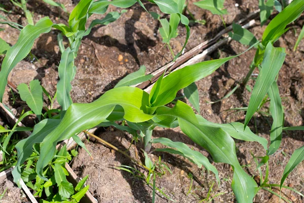 领域的年轻绿色玉米植物 — 图库照片