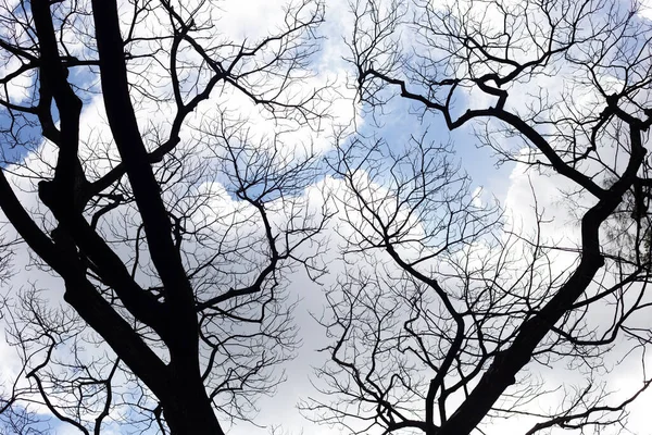 Mavi Gökyüzü Bulutlu Ölü Dallar — Stok fotoğraf