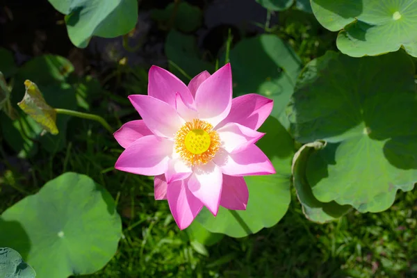 Bela Flor Lótus Rosa Com Folhas Lagoa Waterlily — Fotografia de Stock