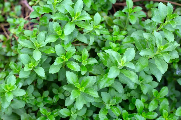 Green Leaves Stevia Plant — 스톡 사진
