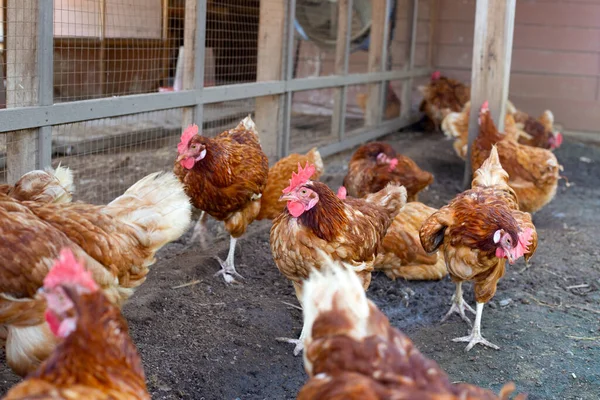 Tyúkok Csirkefarmon Ökológiai Baromfiólban — Stock Fotó
