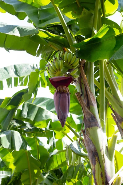 Flor Plátano Árbol Plátano —  Fotos de Stock
