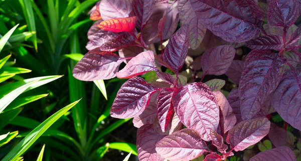 Red Amaranth Vegetable Fields — Photo