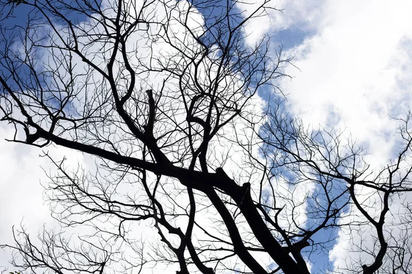 Dead Branches Tree Silhouette Blue Sky Cloud — Photo