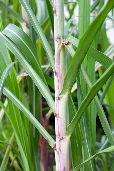 Sugar Cane Plant Green Leaves — 图库照片