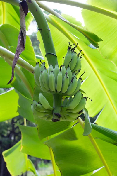 Manojo Plátanos Verdes Crudos —  Fotos de Stock