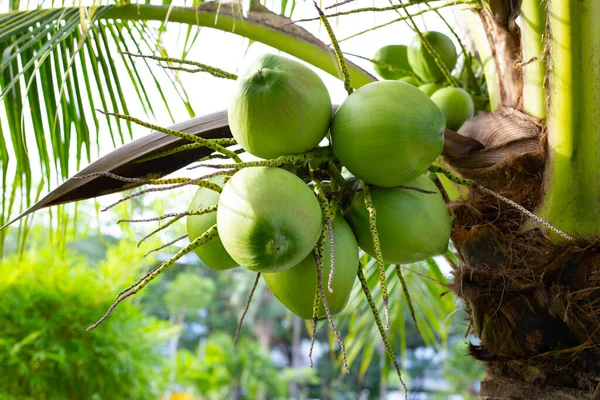 Coconut Tree Bunches Coconut Fruits —  Fotos de Stock