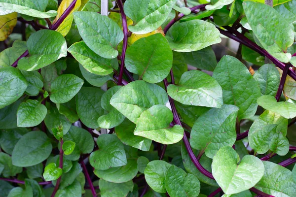 Ceylon Spinach Basella Rubra Linn — ストック写真